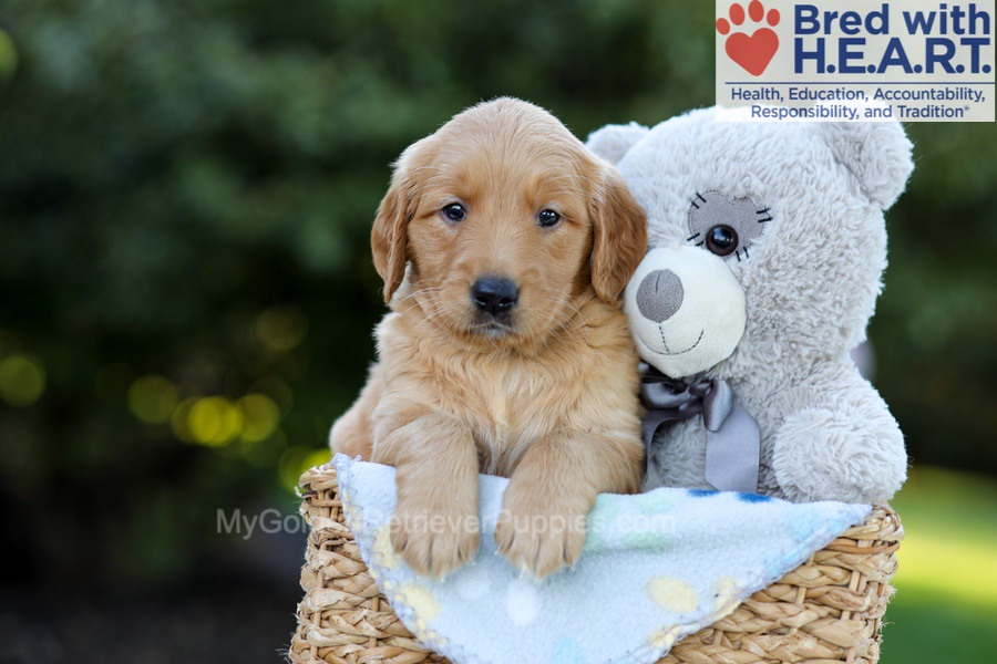 Fae Image of Fae, a Golden Retriever puppy