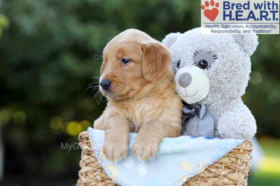 Fae Image of Fae, a Golden Retriever puppy