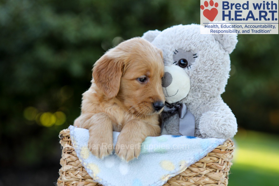 Fae Image of Fae, a Golden Retriever puppy