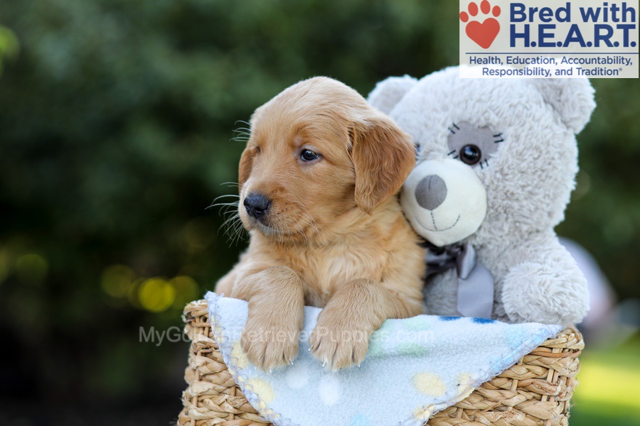 Fae Image of Fae, a Golden Retriever puppy