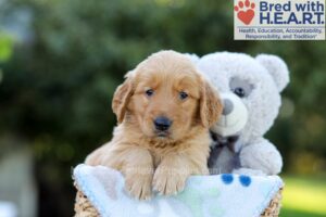 Image of Falcon, a Golden Retriever puppy
