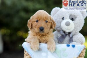 Image of Fawn, a Golden Retriever puppy