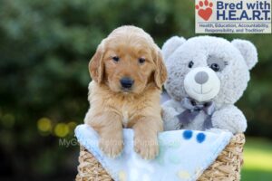 Image of Felix, a Golden Retriever puppy
