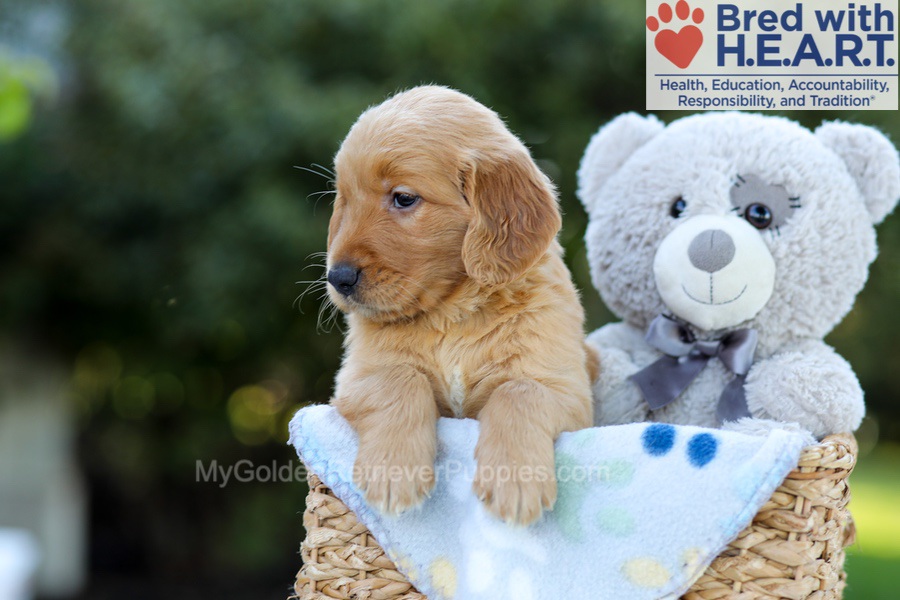 Felix Image of Felix, a Golden Retriever puppy