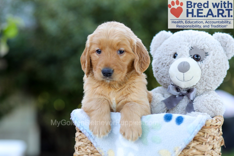 Felix Image of Felix, a Golden Retriever puppy