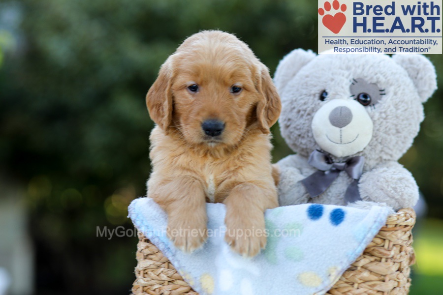 Felix Image of Felix, a Golden Retriever puppy