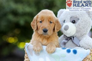 Image of Fern, a Golden Retriever puppy