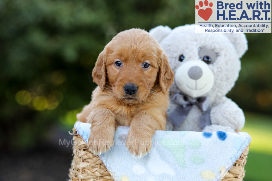 Flossie (in training) Image of Flossie (in training), a Golden Retriever puppy