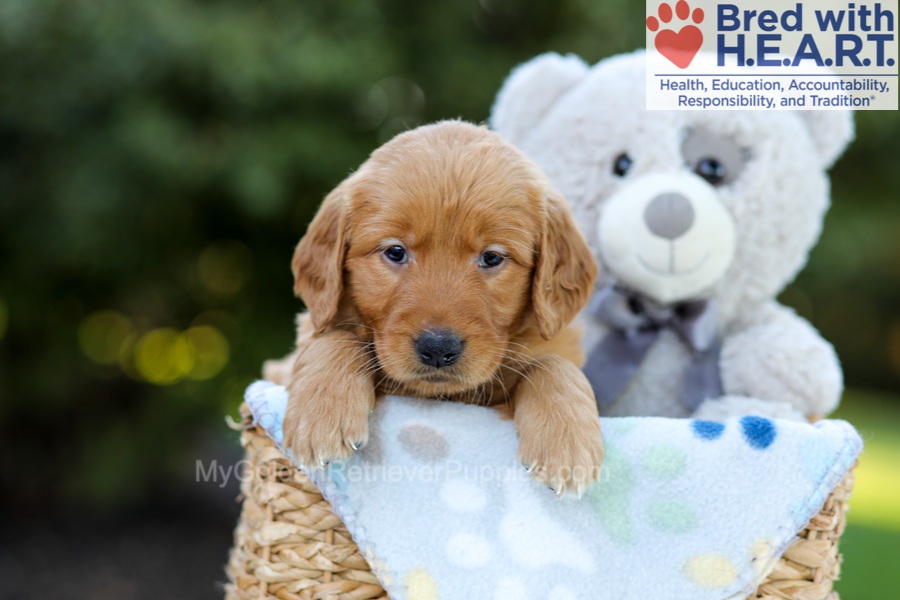 Flossie (in training) Image of Flossie (in training), a Golden Retriever puppy