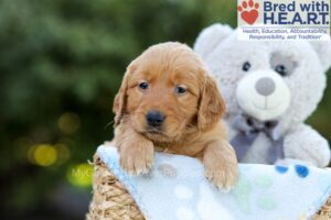 Image of Flossie, a Golden Retriever puppy