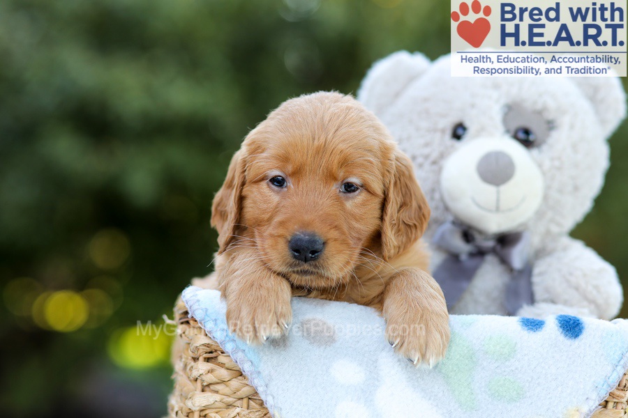 Flossie (in training) Image of Flossie (in training), a Golden Retriever puppy