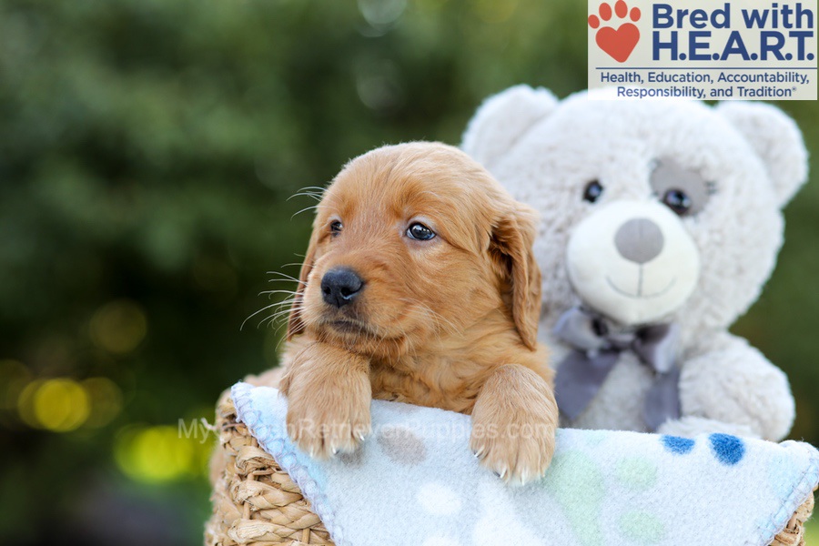 Flossie (in training) Image of Flossie (in training), a Golden Retriever puppy