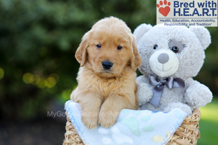 Franklin Image of Franklin, a Golden Retriever puppy