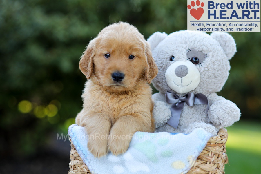 Franklin Image of Franklin, a Golden Retriever puppy
