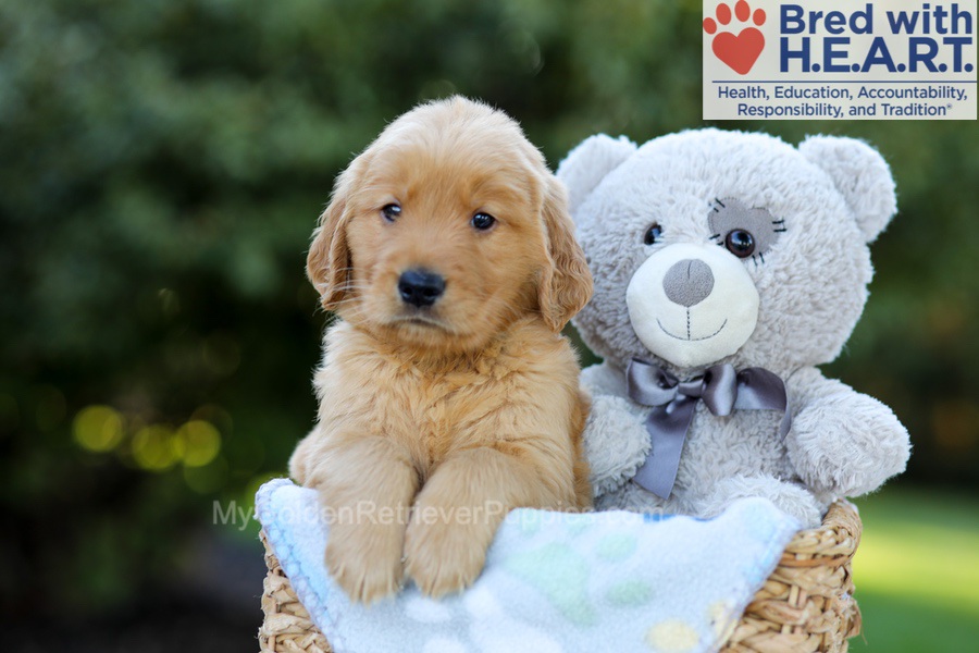 Franklin Image of Franklin, a Golden Retriever puppy