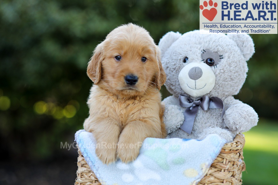 Franklin Image of Franklin, a Golden Retriever puppy