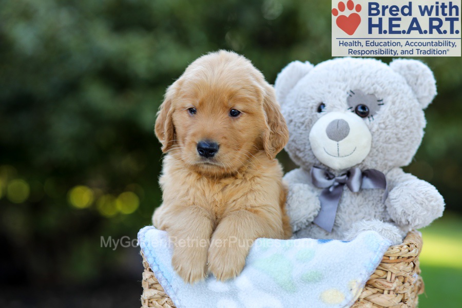 Franklin Image of Franklin, a Golden Retriever puppy