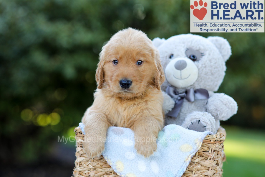 Franklin Image of Franklin, a Golden Retriever puppy
