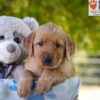 Image of Gabbi, a Golden Retriever puppy
