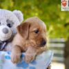 Image of Gabbi, a Golden Retriever puppy