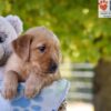 Image of Gabbi, a Golden Retriever puppy