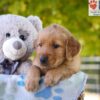 Image of Gabbi, a Golden Retriever puppy
