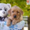 Image of Gabbi, a Golden Retriever puppy