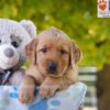 Image of Gabbi, a Golden Retriever puppy