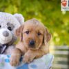Image of Gabbi, a Golden Retriever puppy