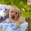 Image of Gabbi, a Golden Retriever puppy