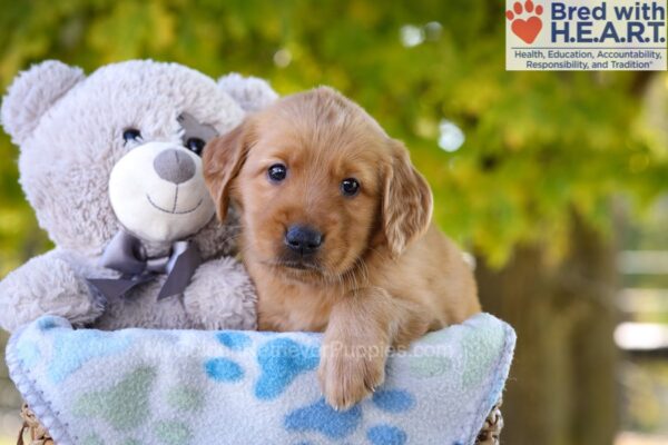 Image of Gabbi, a Golden Retriever puppy