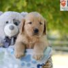 Image of Gabe, a Golden Retriever puppy