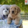 Image of Gabe, a Golden Retriever puppy