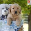 Image of Gabe, a Golden Retriever puppy