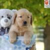 Image of Gabe, a Golden Retriever puppy