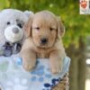 Image of Gabe, a Golden Retriever puppy
