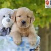 Image of Gabe, a Golden Retriever puppy