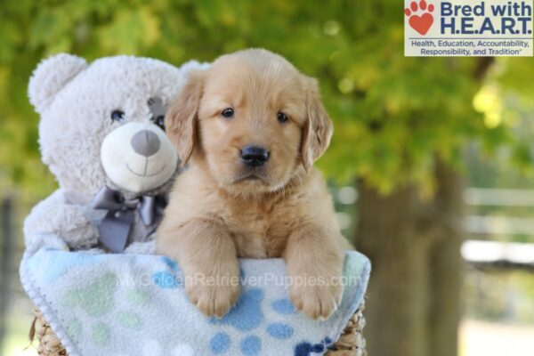 Image of Gabe, a Golden Retriever puppy