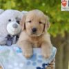 Image of Gabe, a Golden Retriever puppy