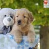 Image of Gabe, a Golden Retriever puppy