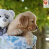 Image of Gabe, a Golden Retriever puppy