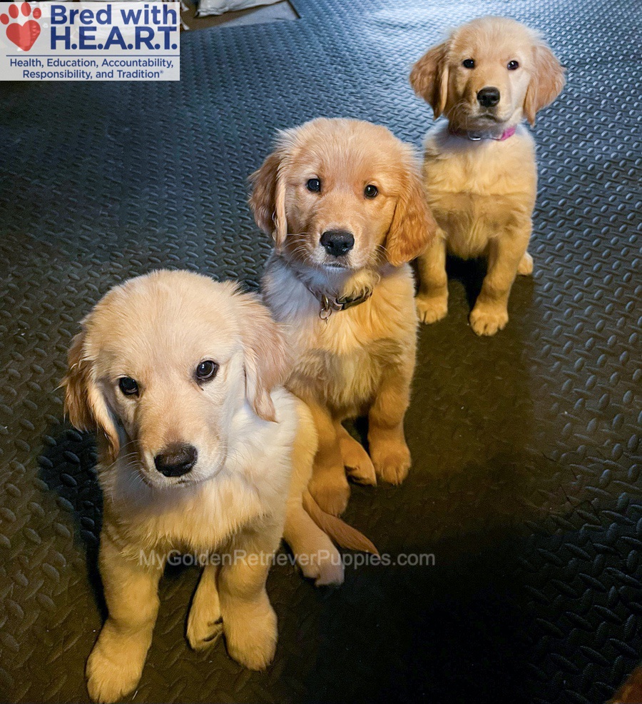 Gabi (in training) Image of Gabi (in training), a Golden Retriever puppy