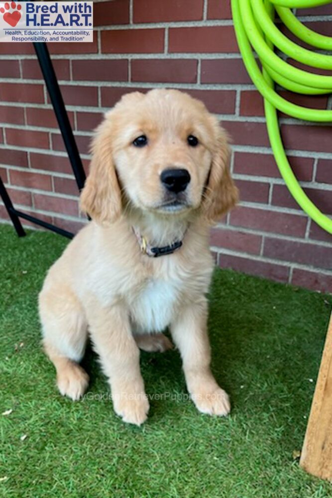 Gabi (in training) Image of Gabi (in training), a Golden Retriever puppy
