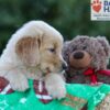 Image of Gabi, a Golden Retriever puppy