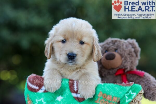 Image of Gabi, a Golden Retriever puppy