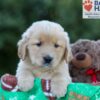 Image of Gabi, a Golden Retriever puppy