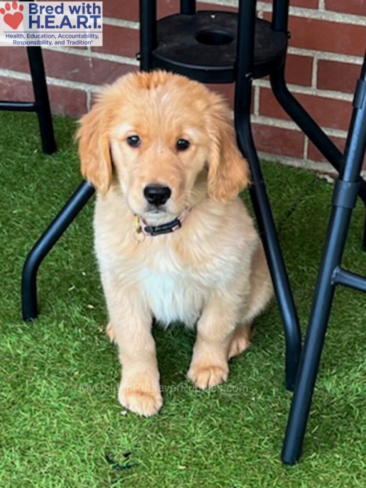 Gabi (in training) Image of Gabi (in training), a Golden Retriever puppy