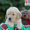 Image of Garth, a Golden Retriever puppy