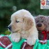 Image of Garth, a Golden Retriever puppy