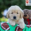Image of Garth, a Golden Retriever puppy